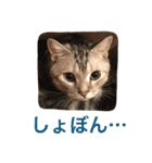 アメショのアラン 猫スタンプ（個別スタンプ：31）