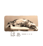 アメショのアラン 猫スタンプ（個別スタンプ：32）