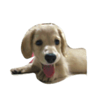 Two lovely dogs.（個別スタンプ：2）