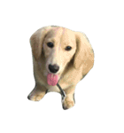 Two lovely dogs.（個別スタンプ：4）