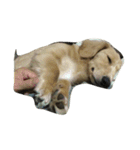 Two lovely dogs.（個別スタンプ：6）