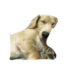 Two lovely dogs.（個別スタンプ：10）