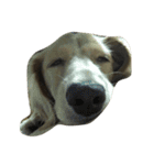 Two lovely dogs.（個別スタンプ：11）