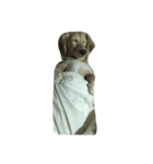 Two lovely dogs.（個別スタンプ：12）
