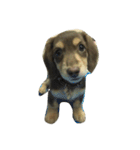 Two lovely dogs.（個別スタンプ：17）