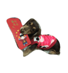 Two lovely dogs.（個別スタンプ：20）