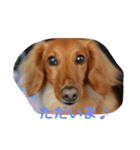 癒し系家族犬（個別スタンプ：1）