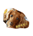 癒し系家族犬（個別スタンプ：2）