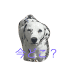 癒し系家族犬（個別スタンプ：3）