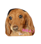 癒し系家族犬（個別スタンプ：4）