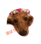 癒し系家族犬（個別スタンプ：6）