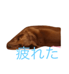 癒し系家族犬（個別スタンプ：8）