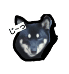 犬イヌファミリー（個別スタンプ：1）