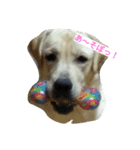 犬イヌファミリー（個別スタンプ：2）