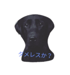 犬イヌファミリー（個別スタンプ：4）