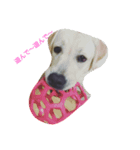 犬イヌファミリー（個別スタンプ：5）