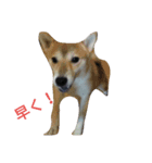 犬イヌファミリー（個別スタンプ：7）