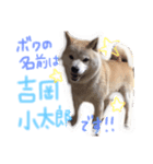 吉岡さんちの小太郎くん（個別スタンプ：1）