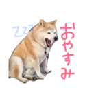 吉岡さんちの小太郎くん（個別スタンプ：2）