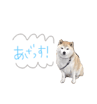吉岡さんちの小太郎くん（個別スタンプ：5）