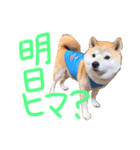 吉岡さんちの小太郎くん（個別スタンプ：7）