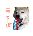 吉岡さんちの小太郎くん（個別スタンプ：8）