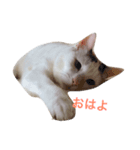 白猫タレ目ERi（個別スタンプ：1）