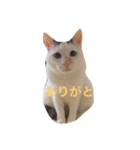 白猫タレ目ERi（個別スタンプ：2）