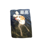 ボルゾイにこる（個別スタンプ：5）