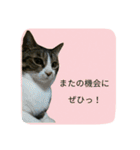 ネコのタラちゃん（日常会話編）（個別スタンプ：15）