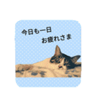 ネコのタラちゃん（日常会話編）（個別スタンプ：20）