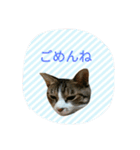 ネコのタラちゃん（日常会話編）（個別スタンプ：23）