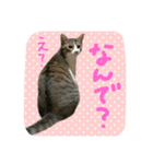 ネコのタラちゃん（日常会話編）（個別スタンプ：24）