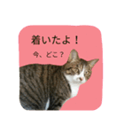 ネコのタラちゃん（日常会話編）（個別スタンプ：29）