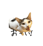 うちの猫たちの日常1（個別スタンプ：1）