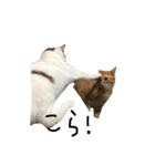 うちの猫たちの日常1（個別スタンプ：2）