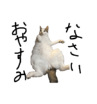 うちの猫たちの日常1（個別スタンプ：3）