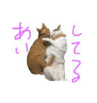 うちの猫たちの日常1（個別スタンプ：4）