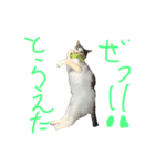 うちの猫たちの日常1（個別スタンプ：5）