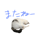 うちの猫たちの日常1（個別スタンプ：6）