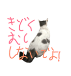 うちの猫たちの日常1（個別スタンプ：7）