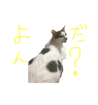 うちの猫たちの日常1（個別スタンプ：8）