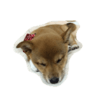 ももの日記（個別スタンプ：3）