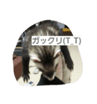 うちのフェレット（個別スタンプ：5）