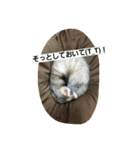 うちのフェレット（個別スタンプ：17）