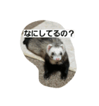うちのフェレット（個別スタンプ：18）