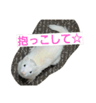 うちのフェレット（個別スタンプ：20）