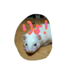 うちのフェレット（個別スタンプ：22）