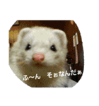 うちのフェレット（個別スタンプ：23）