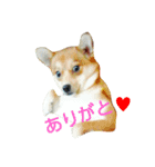 pomepomedog（個別スタンプ：1）